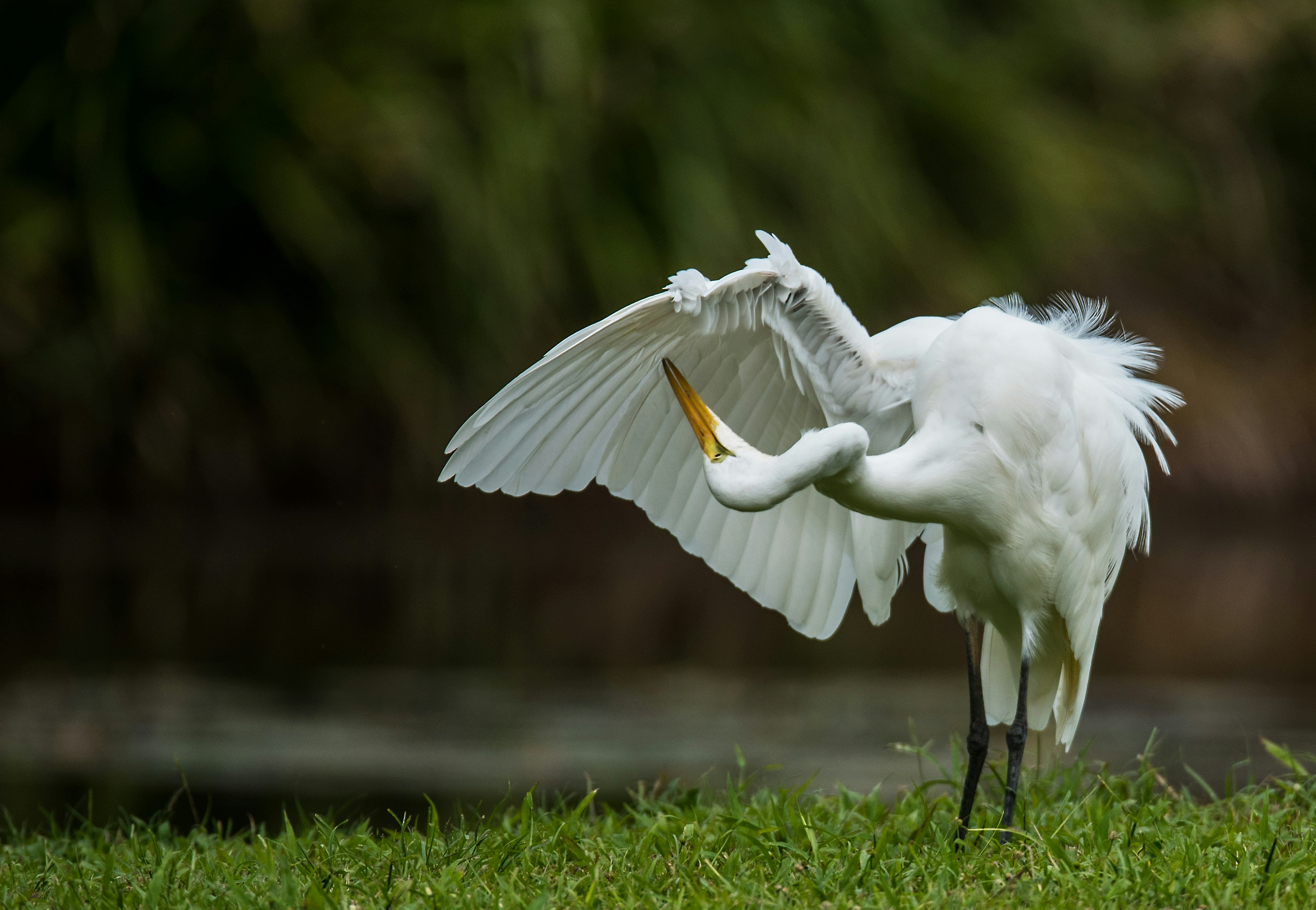 White Heron bird on grass.