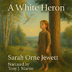 A White Heron